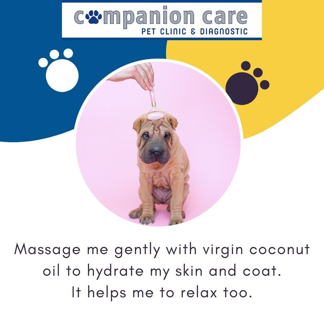 Pet Care Image 8